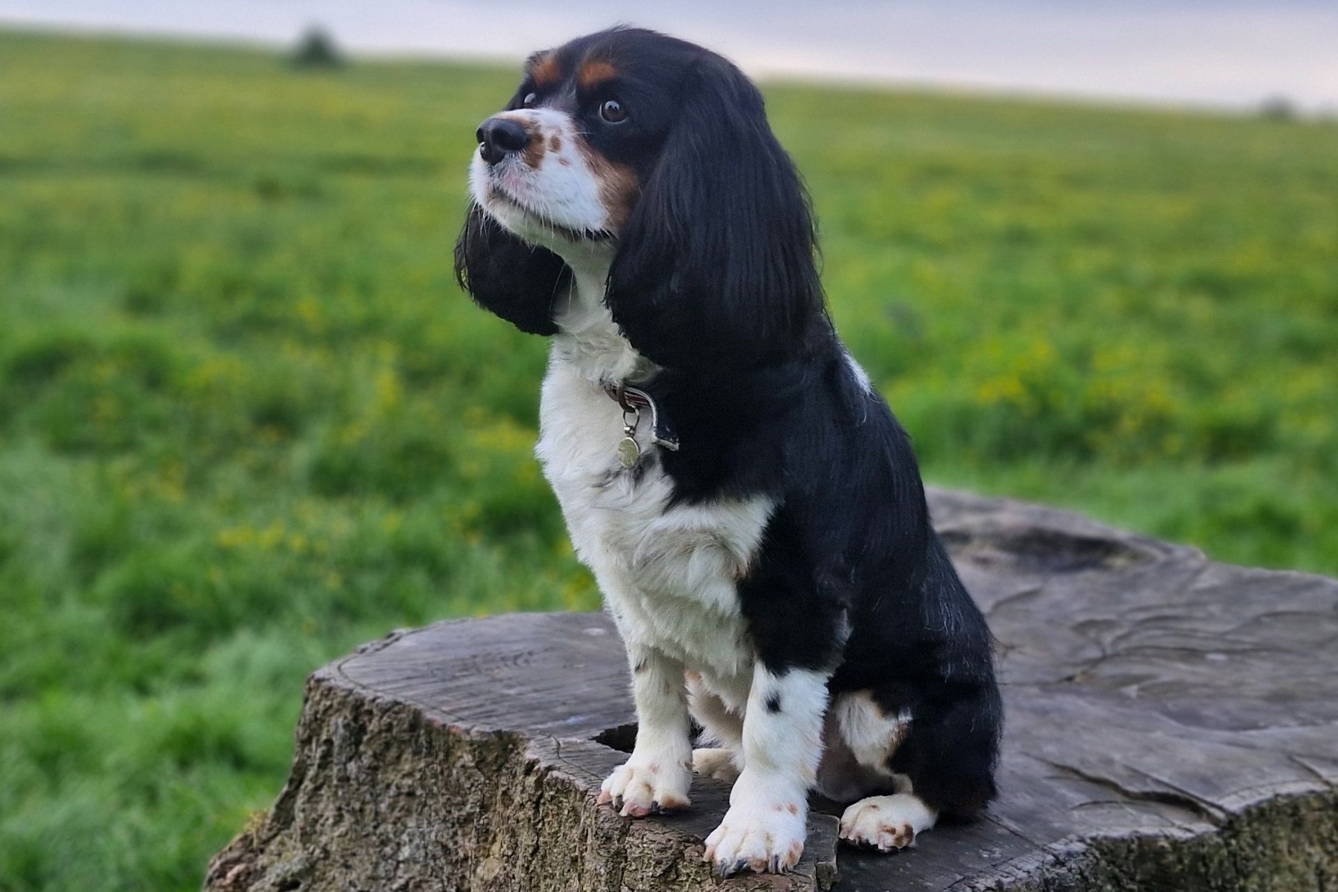 king charles